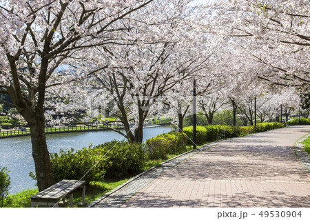 北九州中央公園の桜　北九州市 49530904