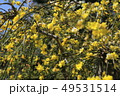 ミモザ 49531514