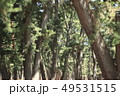 春の松林 49531515