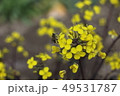菜の花と蜂 49531787