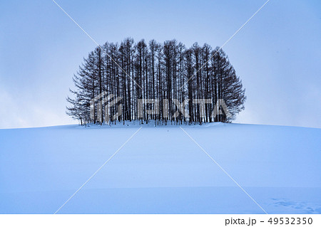 《北海道》冬の美瑛・マイルドセブンの丘 《北海道》冬の美瑛・マイルドセブンの丘 49532350