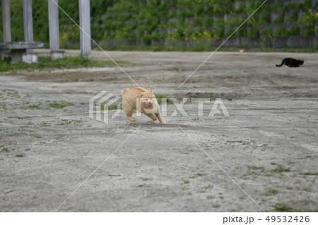 猫・野良猫・茶トラ・チャー坊・オス・可愛い・走る・三月・方向転換・Ｕターン 49532426