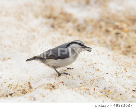 餌をついばむゴジュウカラ 餌をついばむゴジュウカラ 49533637