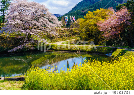 ジラカンス桜 【佐賀県武雄市】 ジラカンス桜 【佐賀県武雄市】 49533732