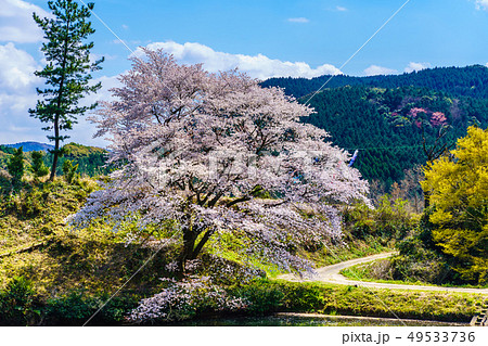 ジラカンス桜 【佐賀県武雄市】 ジラカンス桜 【佐賀県武雄市】 49533736