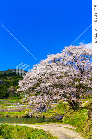 ジラカンス桜 【佐賀県武雄市】 ジラカンス桜 【佐賀県武雄市】 49533740