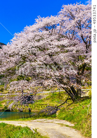 ジラカンス桜 【佐賀県武雄市】 ジラカンス桜 【佐賀県武雄市】 49533741