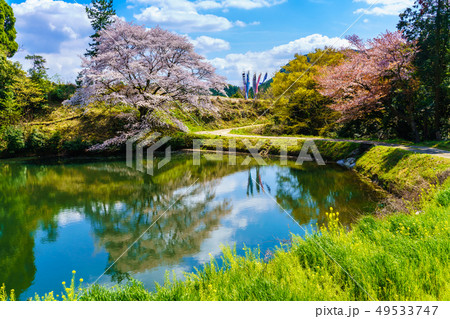 ジラカンス桜 【佐賀県武雄市】 ジラカンス桜 【佐賀県武雄市】 49533747