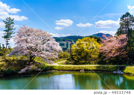 ジラカンス桜 【佐賀県武雄市】 ジラカンス桜 【佐賀県武雄市】 49533748