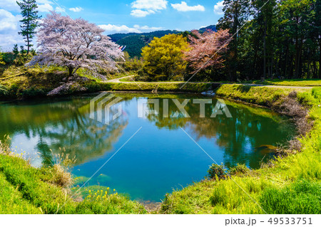 ジラカンス桜 【佐賀県武雄市】 ジラカンス桜 【佐賀県武雄市】 49533751