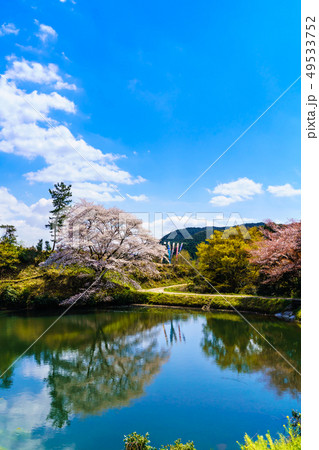 ジラカンス桜 【佐賀県武雄市】 ジラカンス桜 【佐賀県武雄市】 49533752