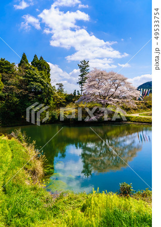 ジラカンス桜 【佐賀県武雄市】 ジラカンス桜 【佐賀県武雄市】 49533754