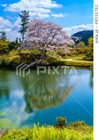ジラカンス桜　【佐賀県武雄市】 49533762