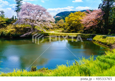 ジラカンス桜 【佐賀県武雄市】 ジラカンス桜 【佐賀県武雄市】 49533765