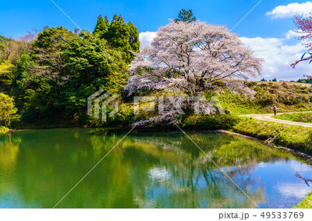 ジラカンス桜 【佐賀県武雄市】 ジラカンス桜 【佐賀県武雄市】 49533769
