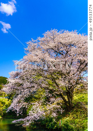 ジラカンス桜　【佐賀県武雄市】 49533774