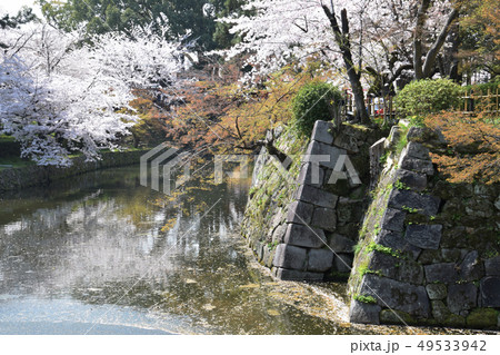 cherry blossom at japanese castle / お城のお堀での桜の花見 49533942