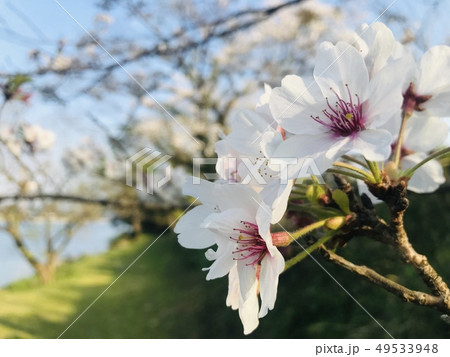 桜 49533948