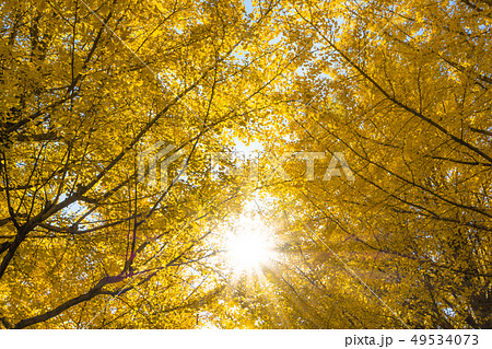 イチョウの紅葉 49534073