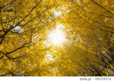 イチョウの紅葉 イチョウの紅葉 49534074