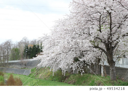 桜 桜 49534218