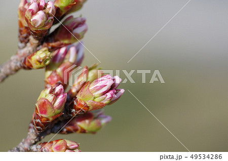 春を待つ 春を待つ 49534286