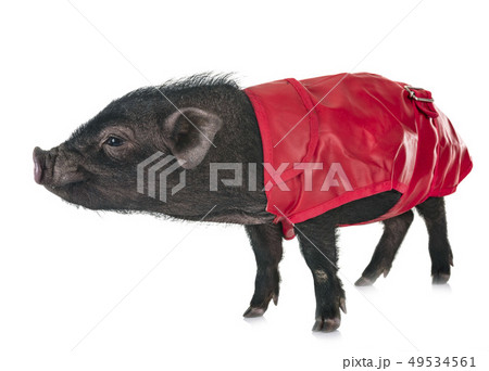vietnamese pig in studio vietnamese pig in studio 49534561