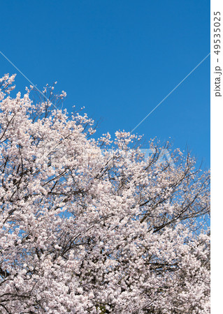 妙了寺の桜 妙了寺の桜 49535025