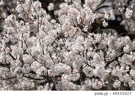 妙了寺の桜 妙了寺の桜 49535027