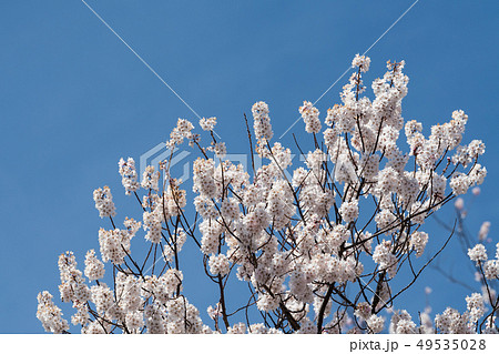 妙了寺の桜 妙了寺の桜 49535028