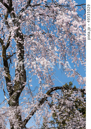 妙了寺の桜 妙了寺の桜 49535029