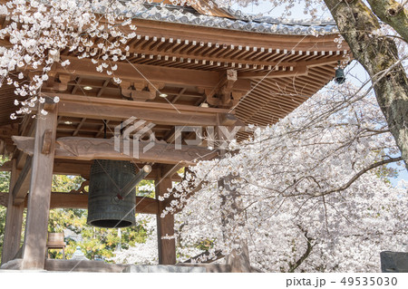 妙了寺の桜 妙了寺の桜 49535030