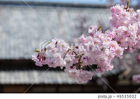 妙了寺の桜 妙了寺の桜 49535032