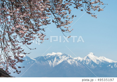 わに塚の桜 49535197