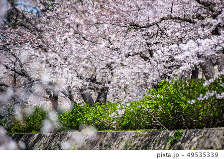 夙川河川敷緑地 夙川公園 桜 夙川河川敷緑地 夙川公園 桜 49535339