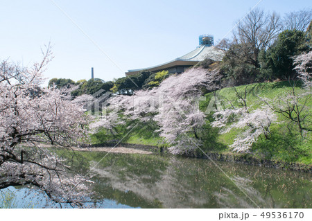 東京都　北の丸公園東　牛ヶ淵の桜と武道館 49536170