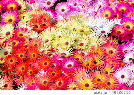 リビングストン・デージー リビングストン・デージー 49536210