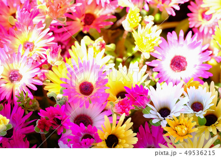 リビングストン・デージー 49536215