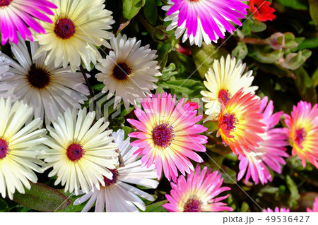 リビングストン・デージー 49536427