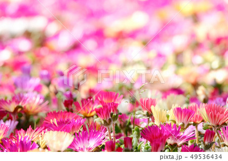 リビングストン・デージー 49536434