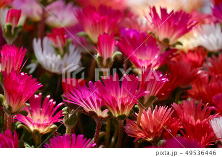 リビングストン・デージー 49536446