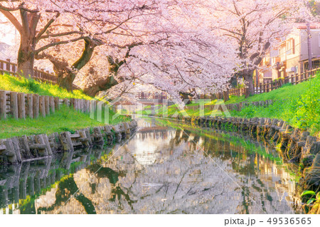 新河岸川沿いの桜 新河岸川沿いの桜 49536565