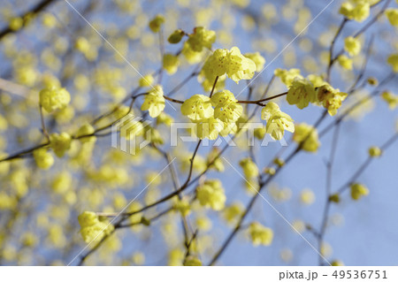 春先に細かく枝にくっついているヒュウガミズキの花 49536751