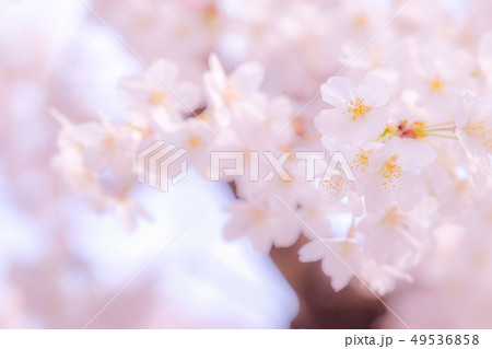 桜 49536858