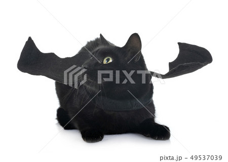 bat cat in studio bat cat in studio 49537039