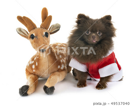 puppy pomeranian in studio puppy pomeranian in studio 49537040