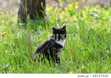 猫・野良猫・錆柄・クロちゃん・可愛い・快晴・寛ぐ・三月 49537400