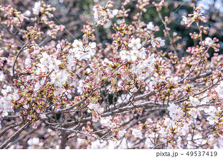 桜 さくら サクラ 49537419
