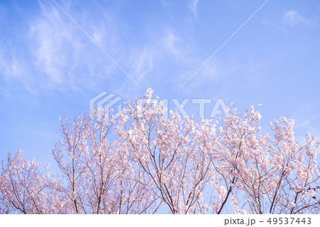 桜 さくら サクラ 49537443