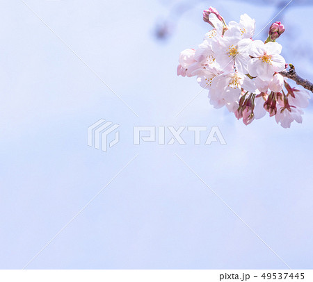 桜 さくら サクラ 49537445